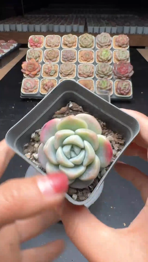 【闪购商品】938号一物一拍珍妮多肉花卉植物3颗起发