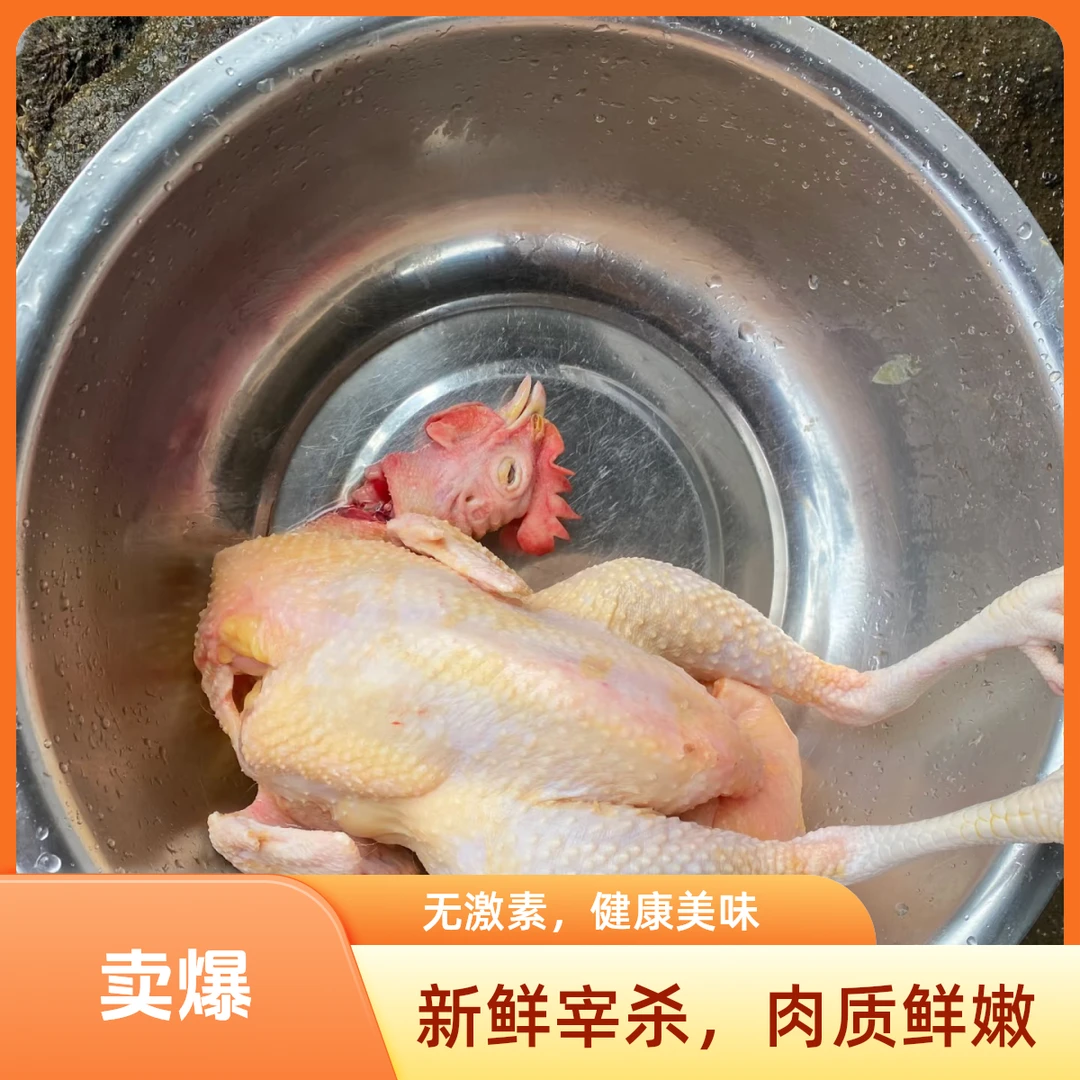 山坡散养3年老母鸡（净重两斤半左右）鸡肉同城送烧烤食材
