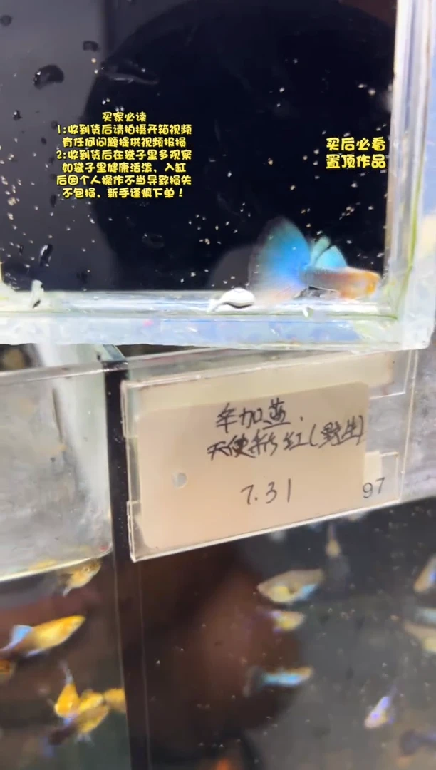 孔雀鱼无怨孔雀鱼