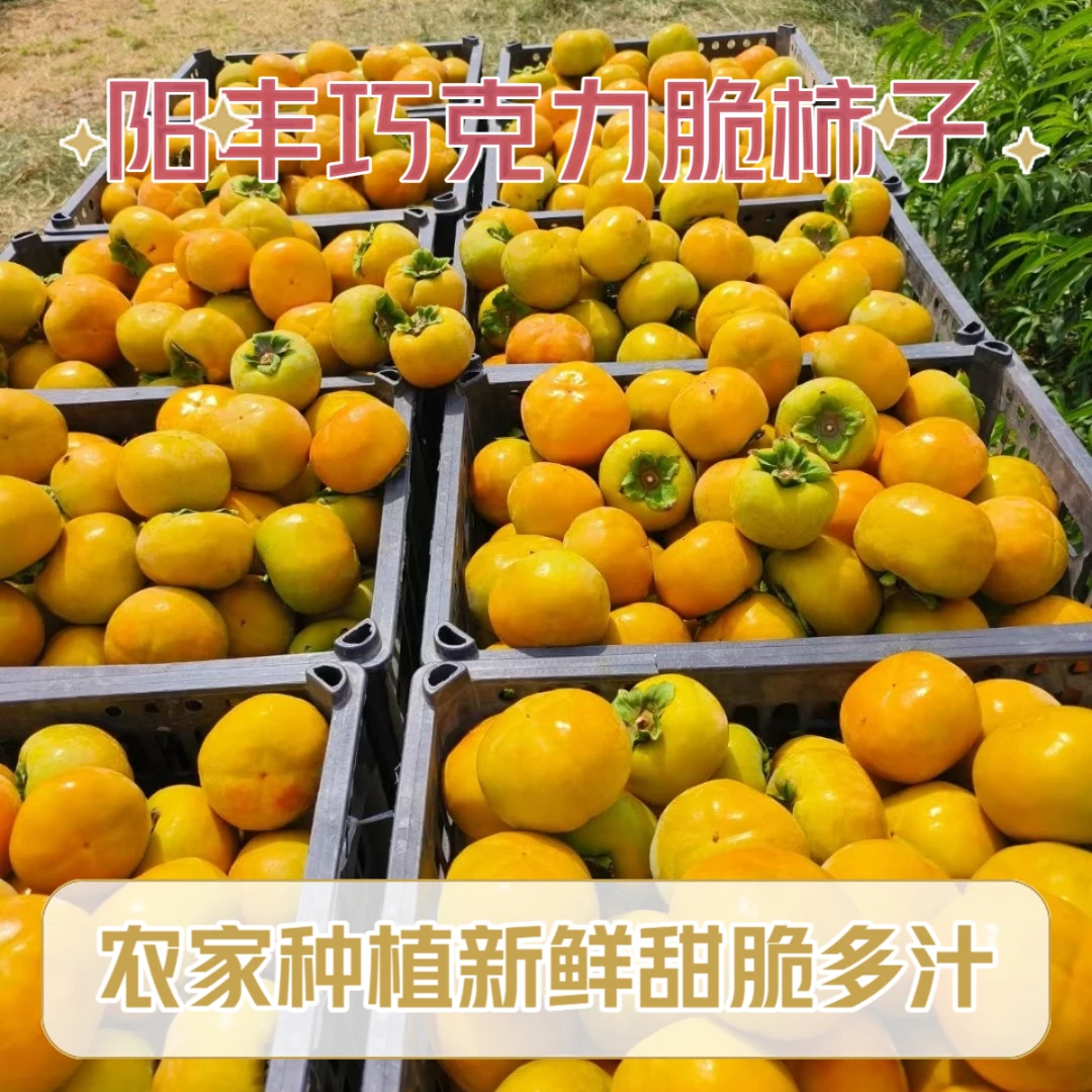 山西运城阳丰巧克力脆甜柿子硬吃不涩新鲜水果4/5斤产地直发包邮