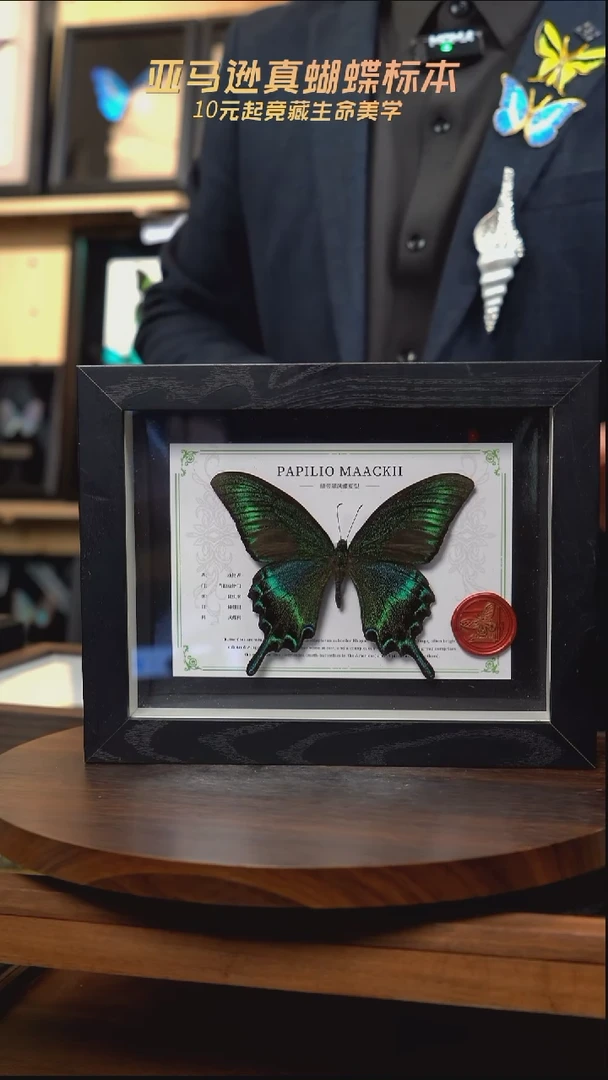 绿带翠凤蝶夏型8寸黑框国风版