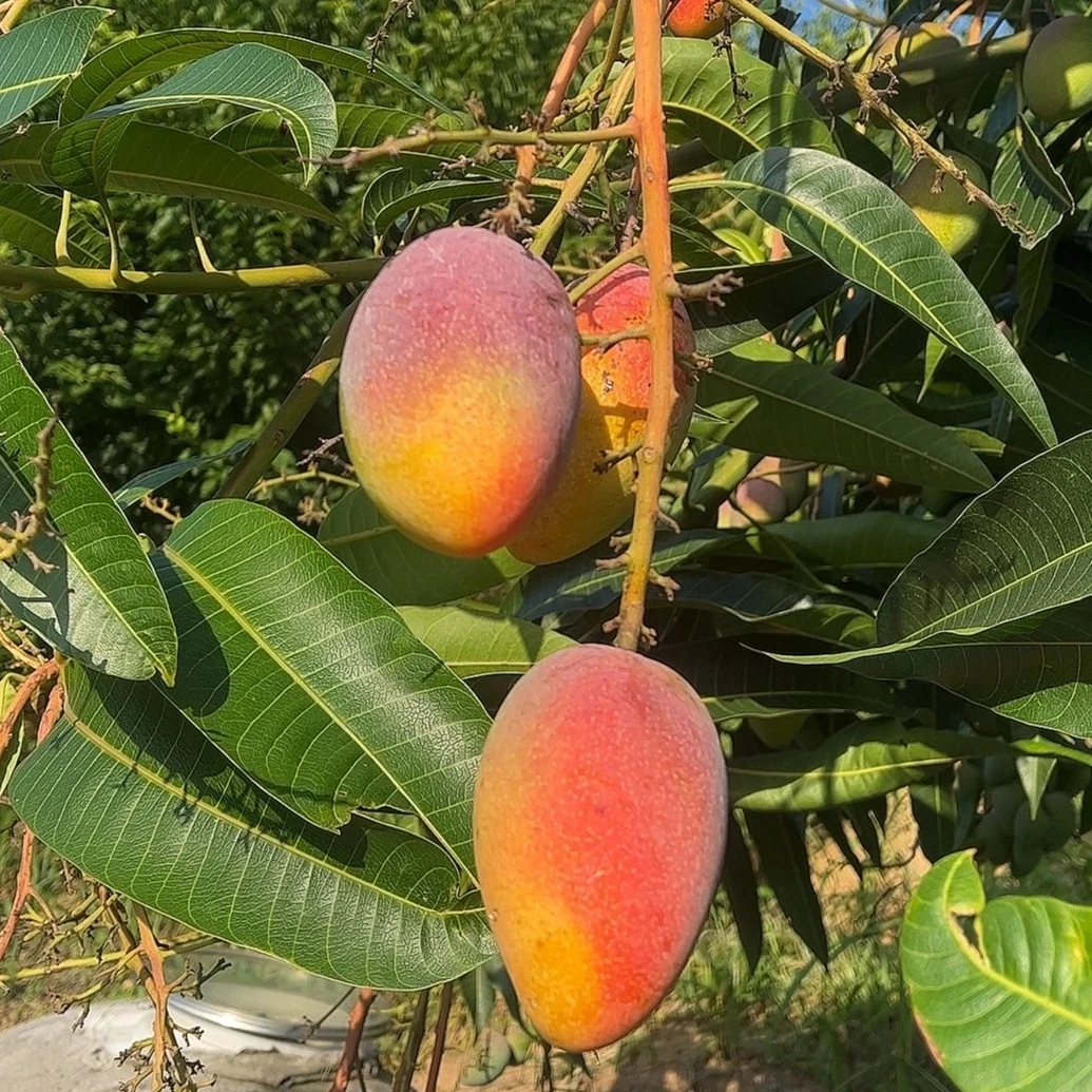 云南元江农家自种树熟大金凤芒果自然成熟原生态香甜多汁应季水果