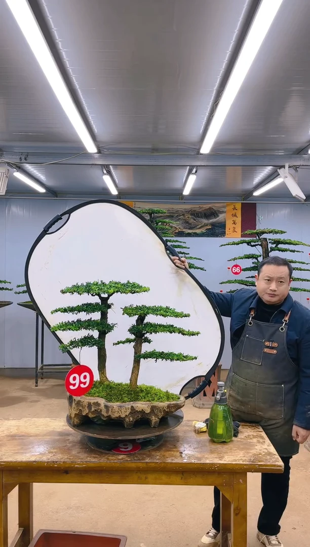 【闪购商品】精品盆景  一物一拍