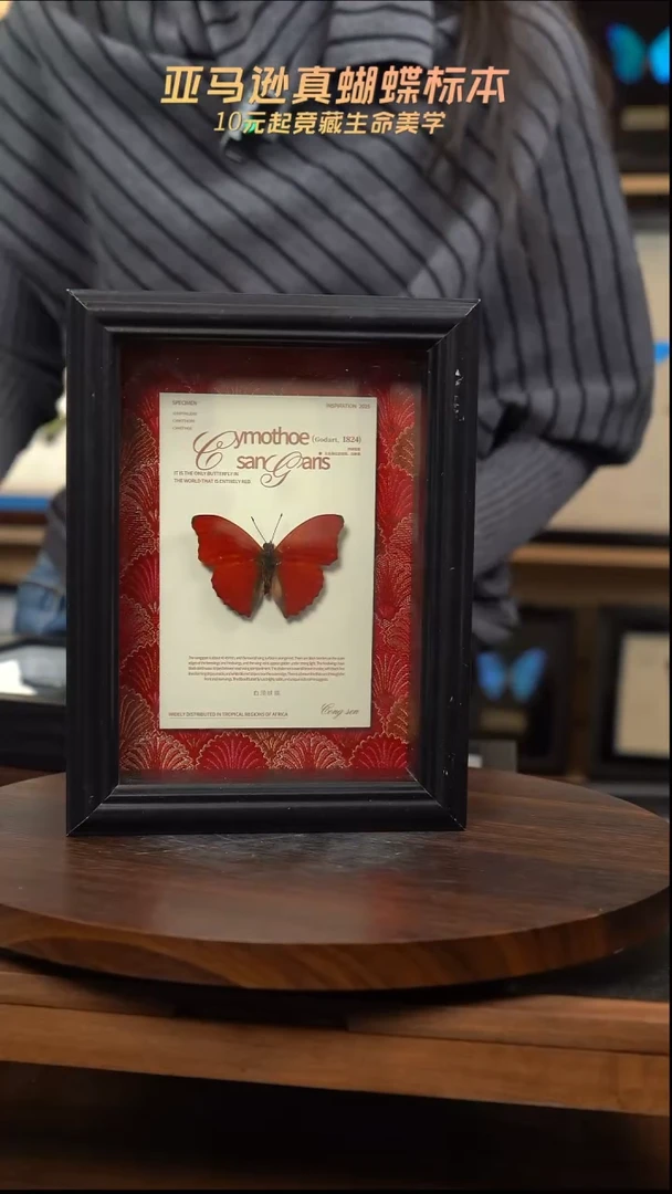 血漪蛱蝶红布底新版本