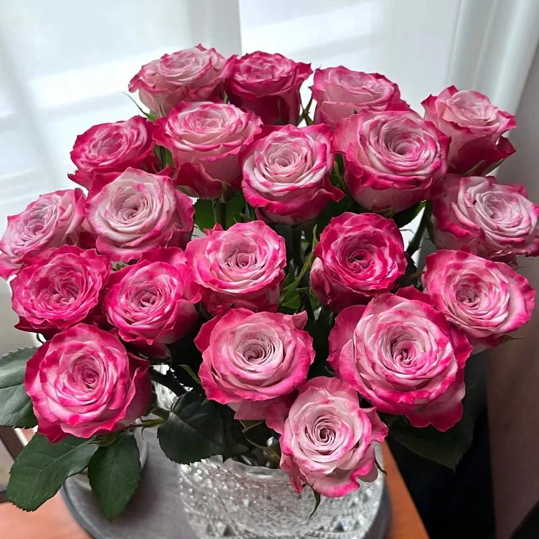 粉色经典玫瑰（任意两单升级快递/10％损耗正常介意慎拍）