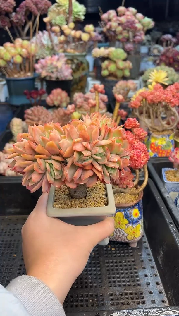 【闪购商品】704不带盆