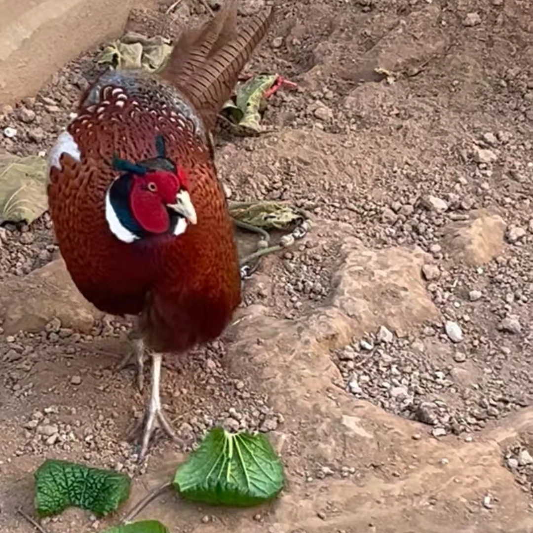 鸡王来了   生鲜《顺丰速运》