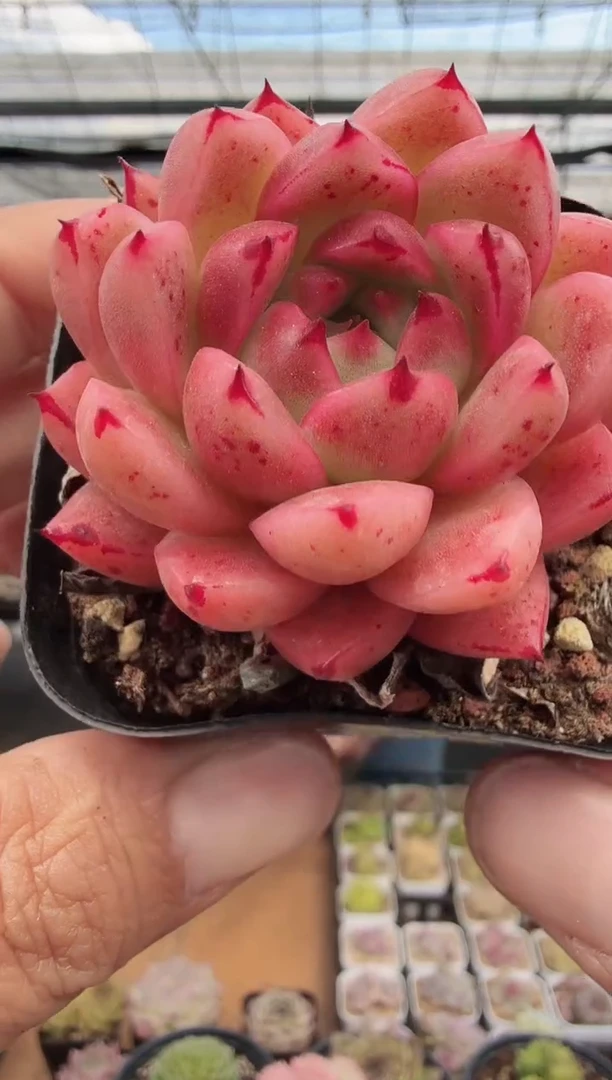 东云多肉园新款-108