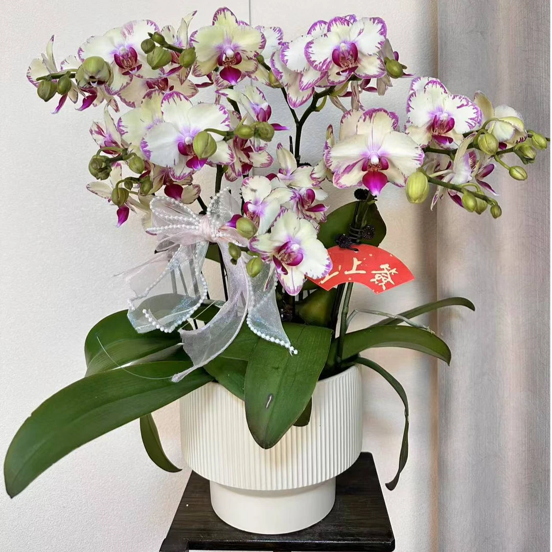 【绿闪电】精品蝴蝶兰 绿色花型 室内精品观赏 真花