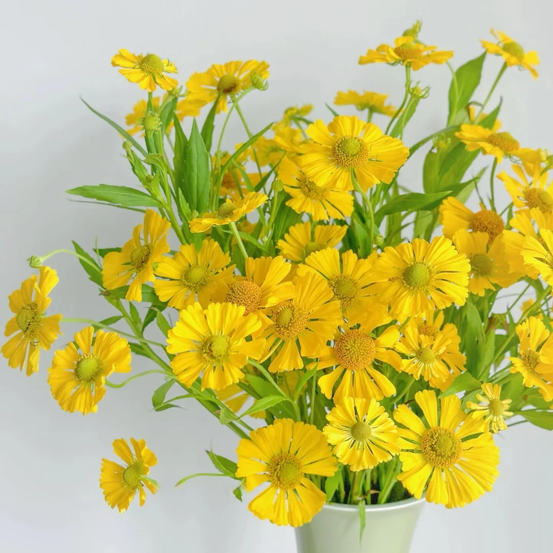 【云舍花卉】【黄色油画】小菊 全场任意满两单及以上鲜花包邮发货