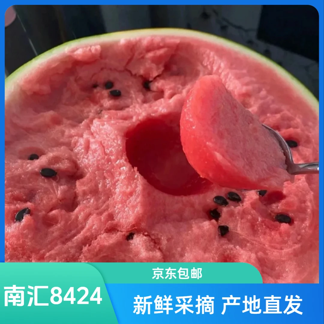 【正宗南汇8424西瓜】精品南汇8424西瓜新鲜采摘西瓜同城送上海市
