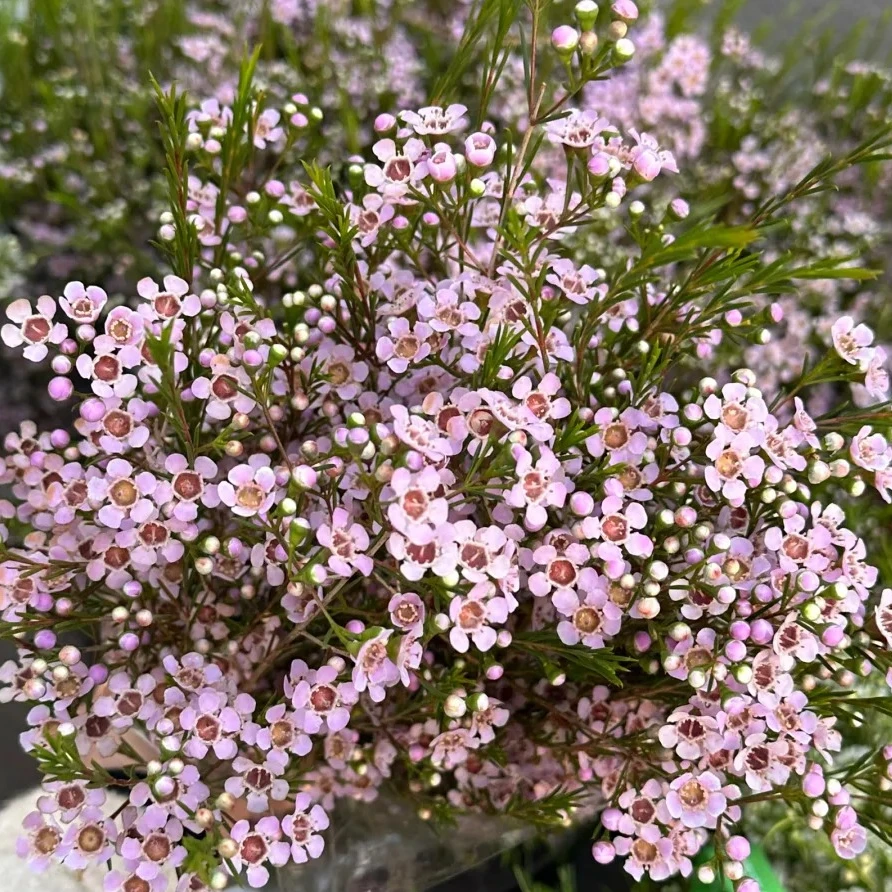 尖头澳洲腊梅粉色木本切花年宵花春节新年云南直发顺丰