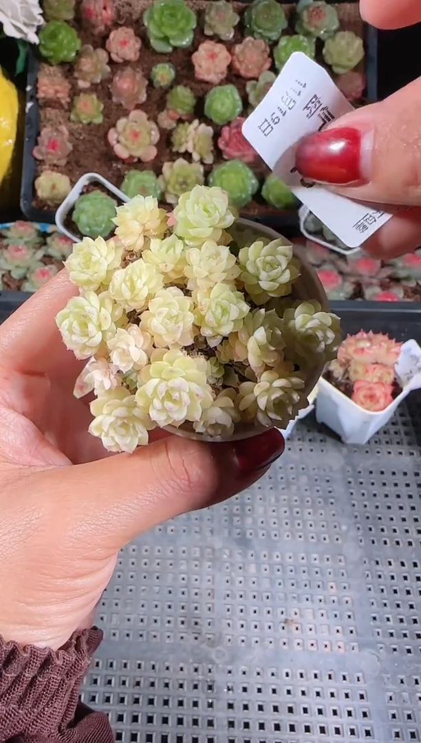 1119-75群生不包整