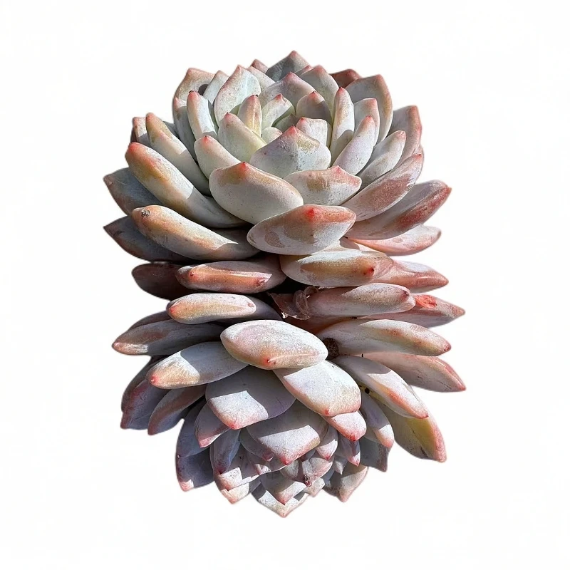 双头雪花橙多肉【满19包邮】