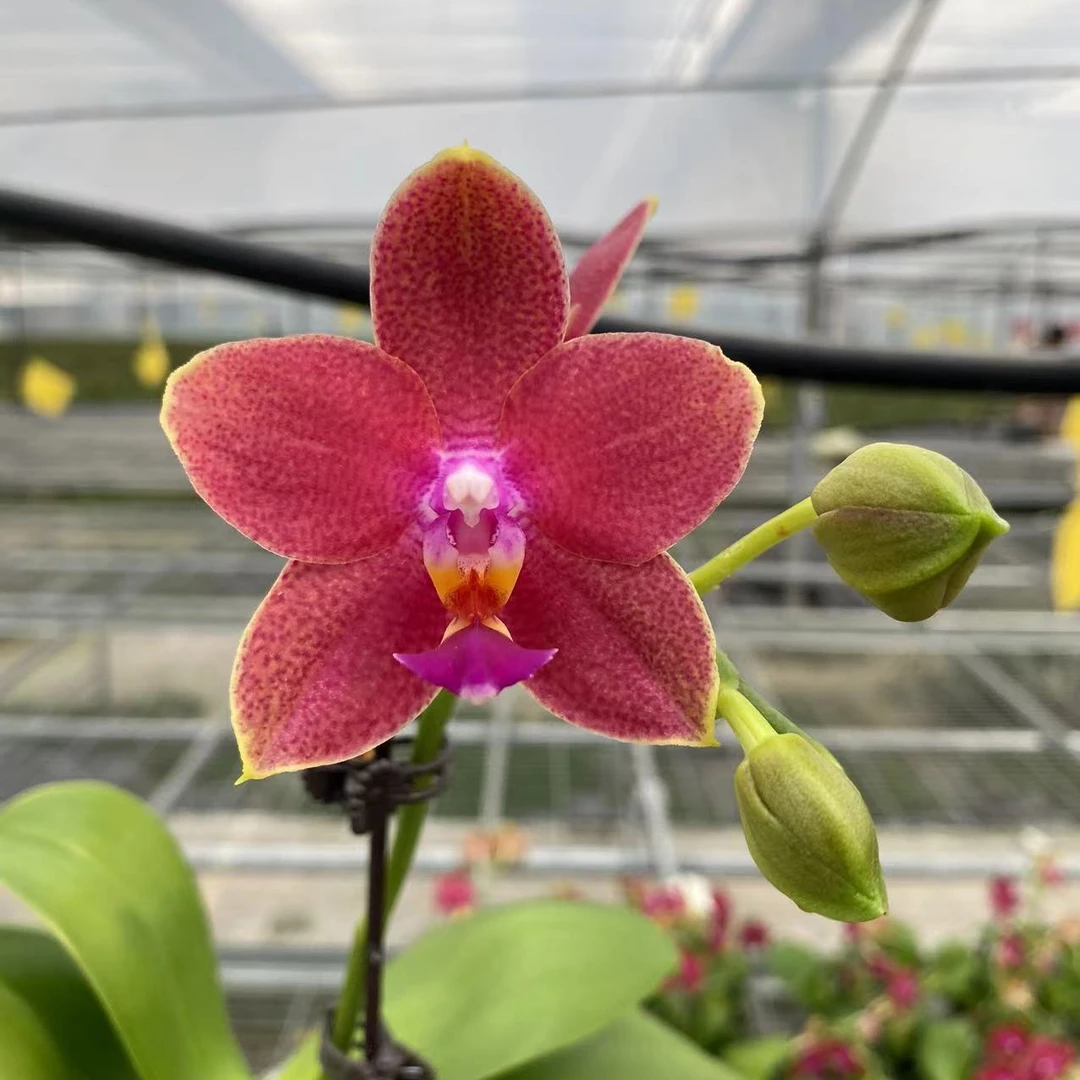 处理无售后/开花株《原生香5》2.8寸杯蝴蝶兰