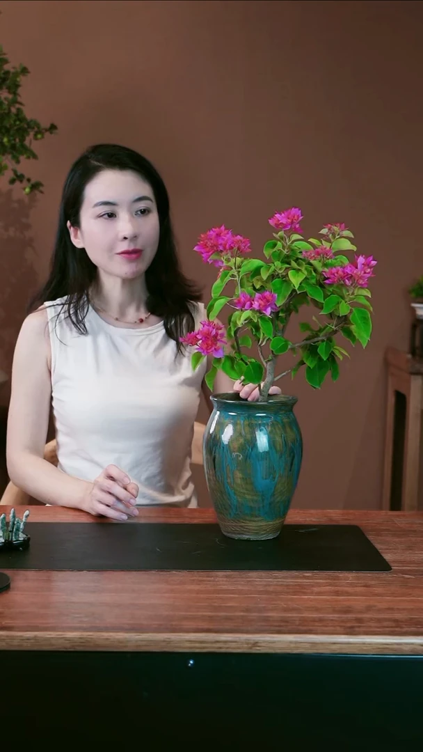 无花朵三角梅盆景盆景盆景