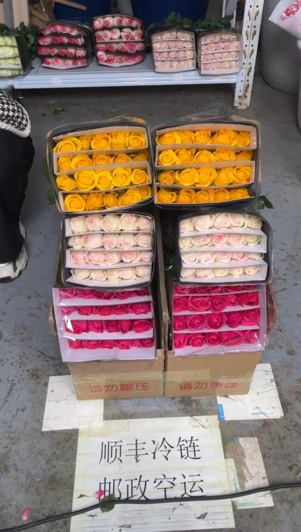 佛洛依德20枝+小白兔20枝+契机20枝