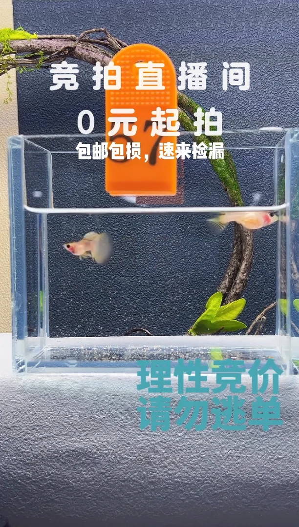 孔雀鱼幻彩玻璃猫一对编号57