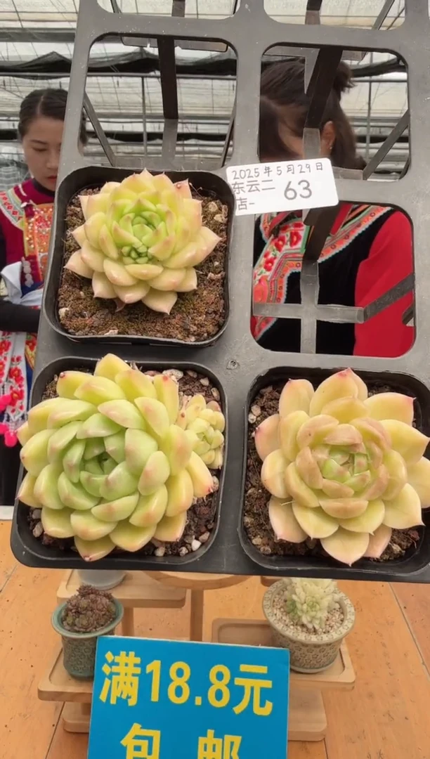 东云多肉园二店-63