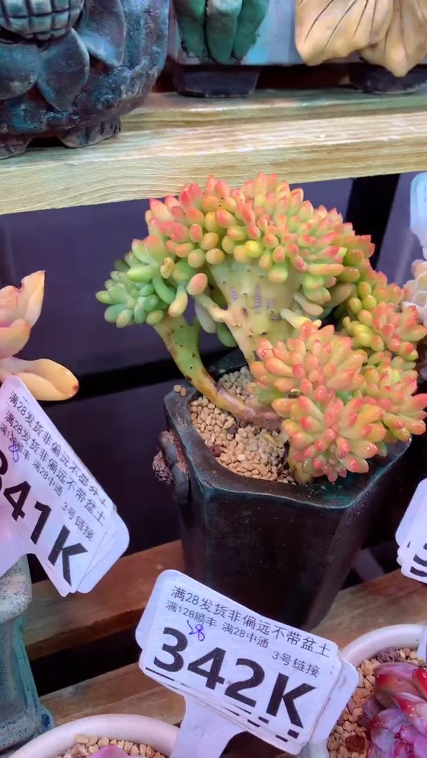 343K（一物一拍，精品多肉，所见即所得 ）