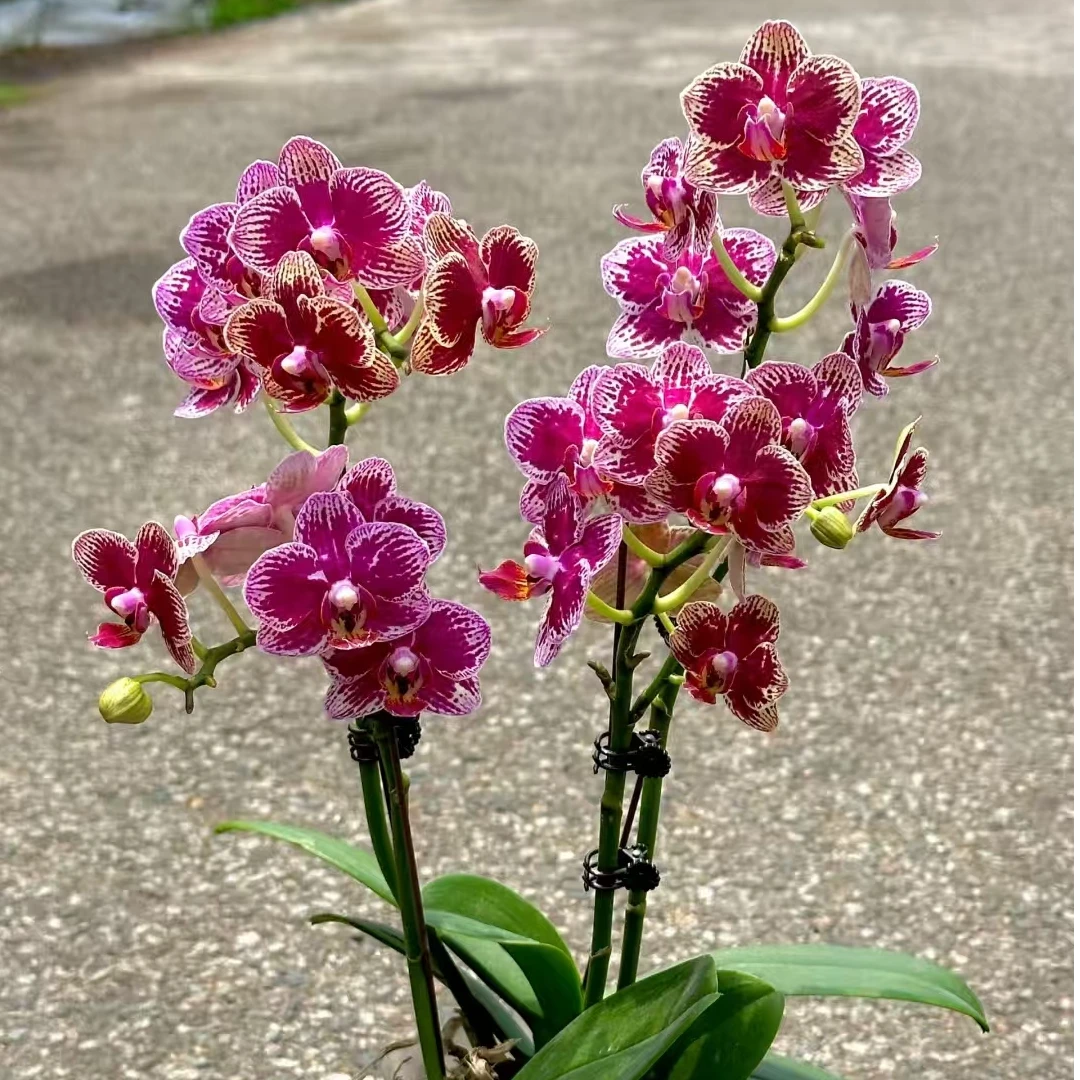 蜡质花 丝绒质感【2个花剑】可乐蝴蝶兰  带花带花苞发货