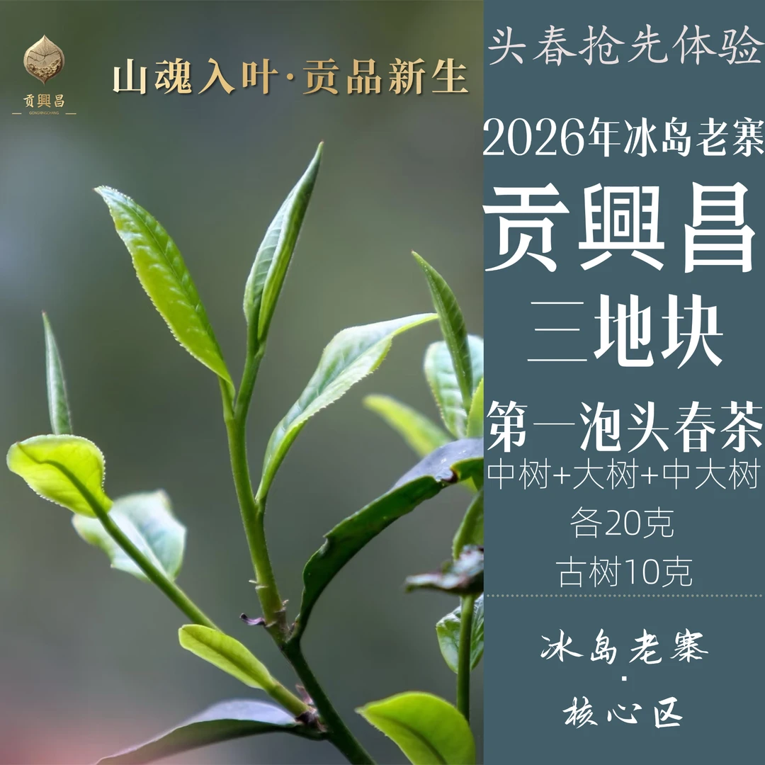 【2026第一泡头春茶】2026年 冰岛老寨核心区 三地块头春生茶品鉴