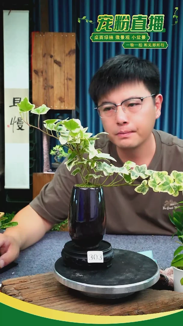 无花朵苔藓微景观303号