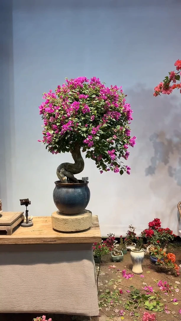 以实际为准曦**王三角梅10