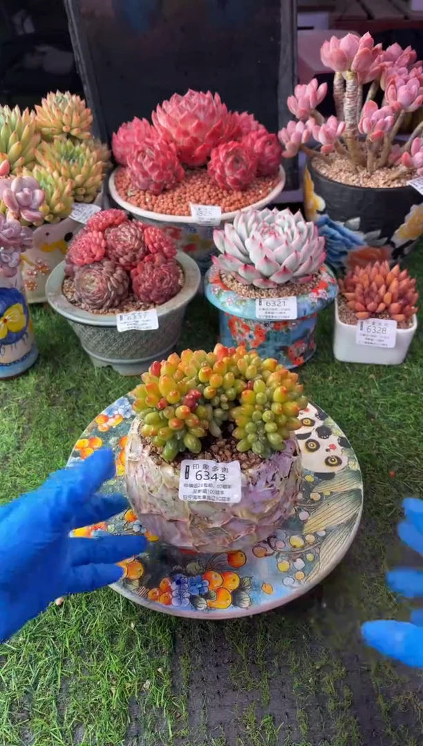 昆明印象多肉6343