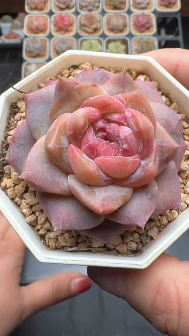 【闪购商品】883号珍妮多肉一物一拍3单包邮