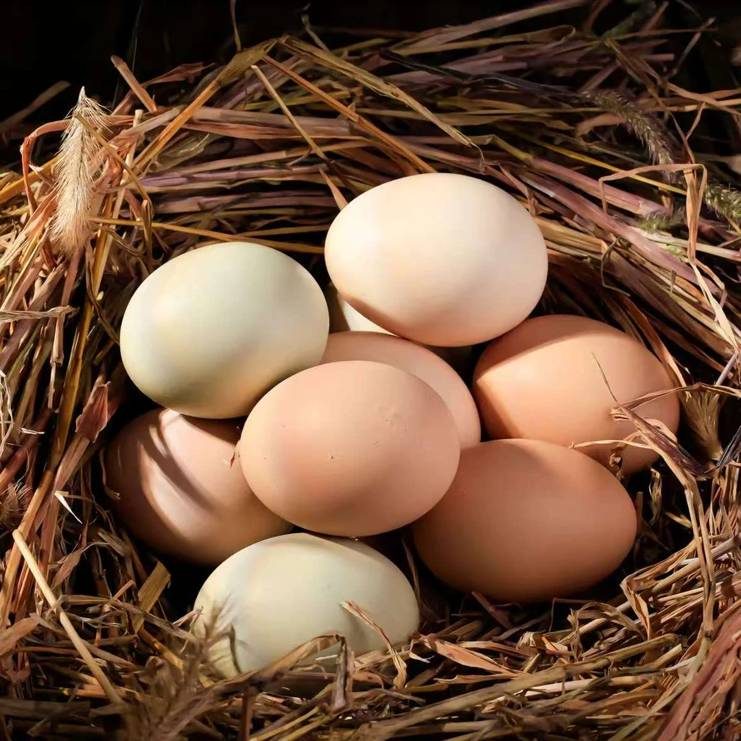 江西上饶本地农家散养土鸡蛋