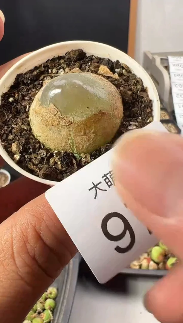 一物一拍        -972