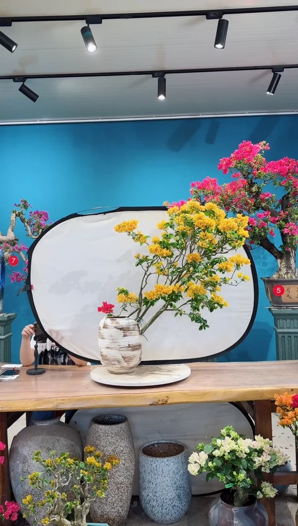 全部花朵金色光辉三角梅
