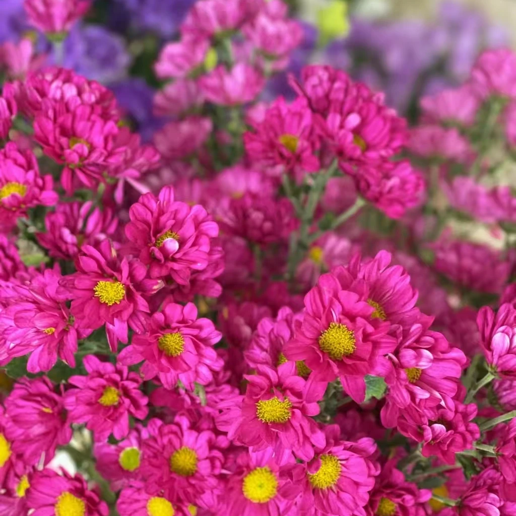 （桃花妖）稀有小雏菊东北原产地直发鲜花鲜切花顺丰包邮