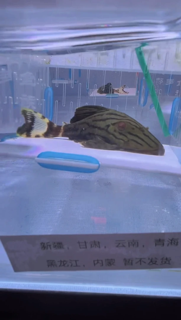 清道夫9 不包入缸损61