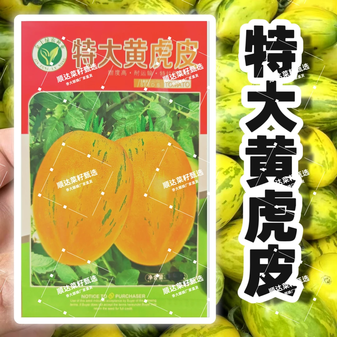 【特大黄虎皮】柿子种子