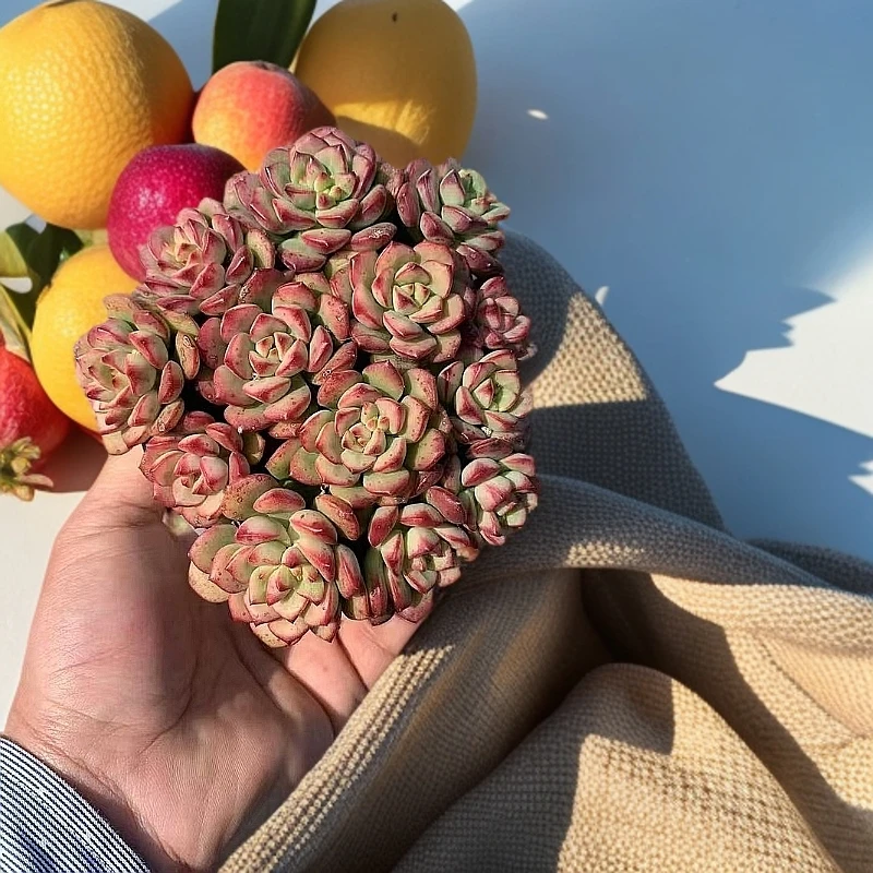 彪哥多肉园艺  探戈 多肉植物 不带盆土 净化空气  防辐射甲醛