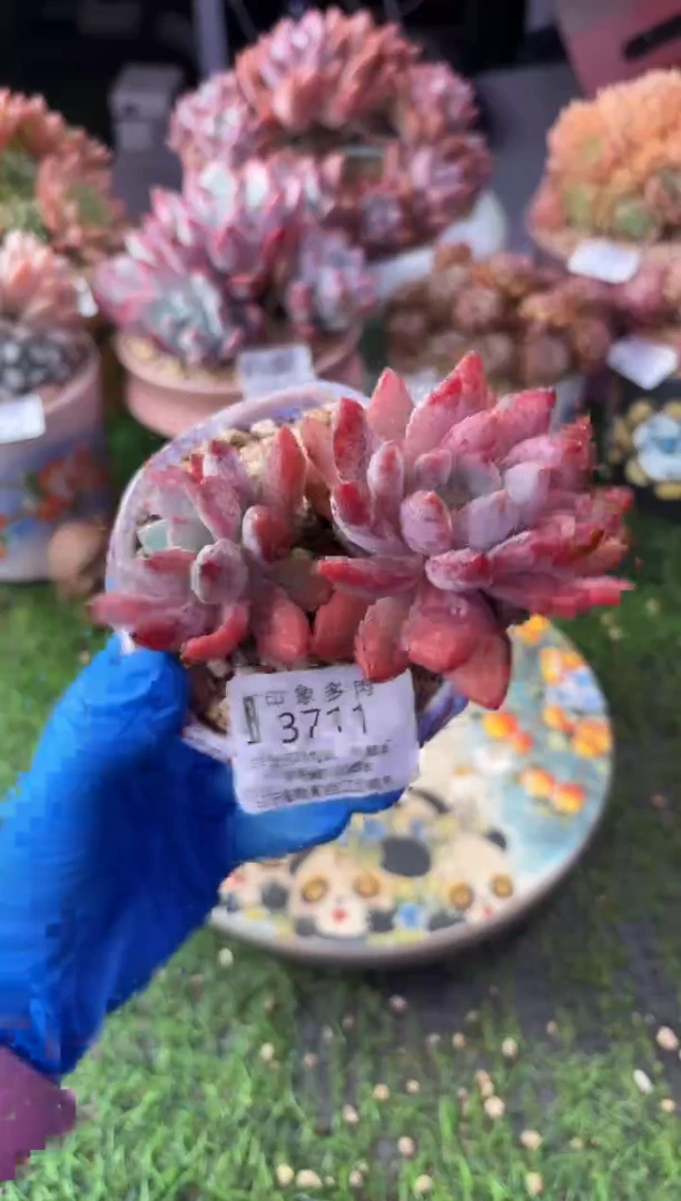 昆明印象多肉3711