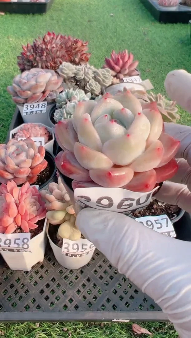 【闪购商品】信福多肉一物一拍