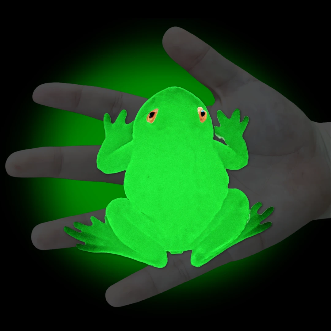 软胶夜光蛤蟆玉色蟾蜍幼儿园发光吓人小青蛙玩具动物模型摆件包邮