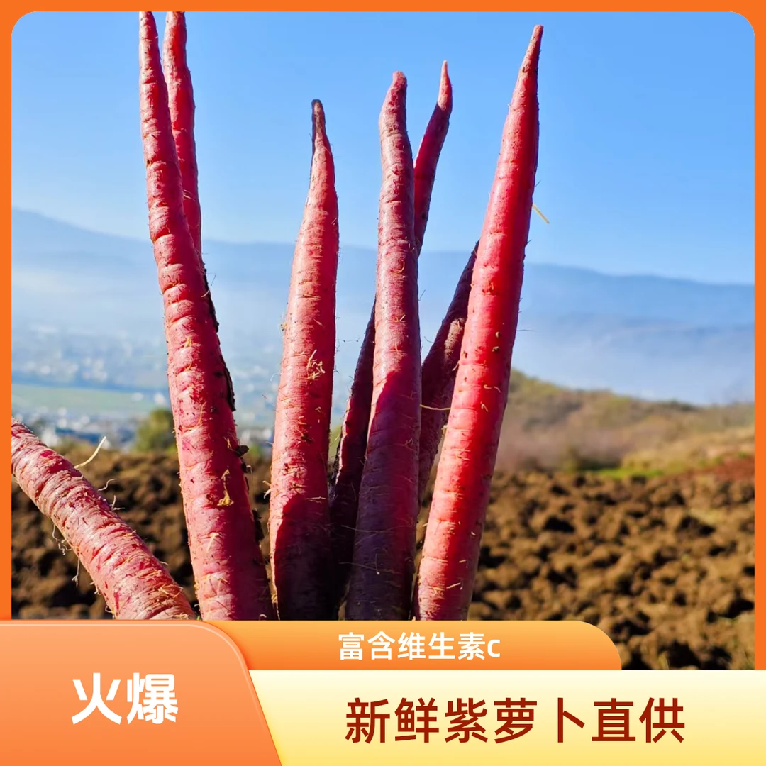 当季云南正宗紫玉手指水果萝卜清甜爽口整箱儿童孕妇萝卜礼盒装
