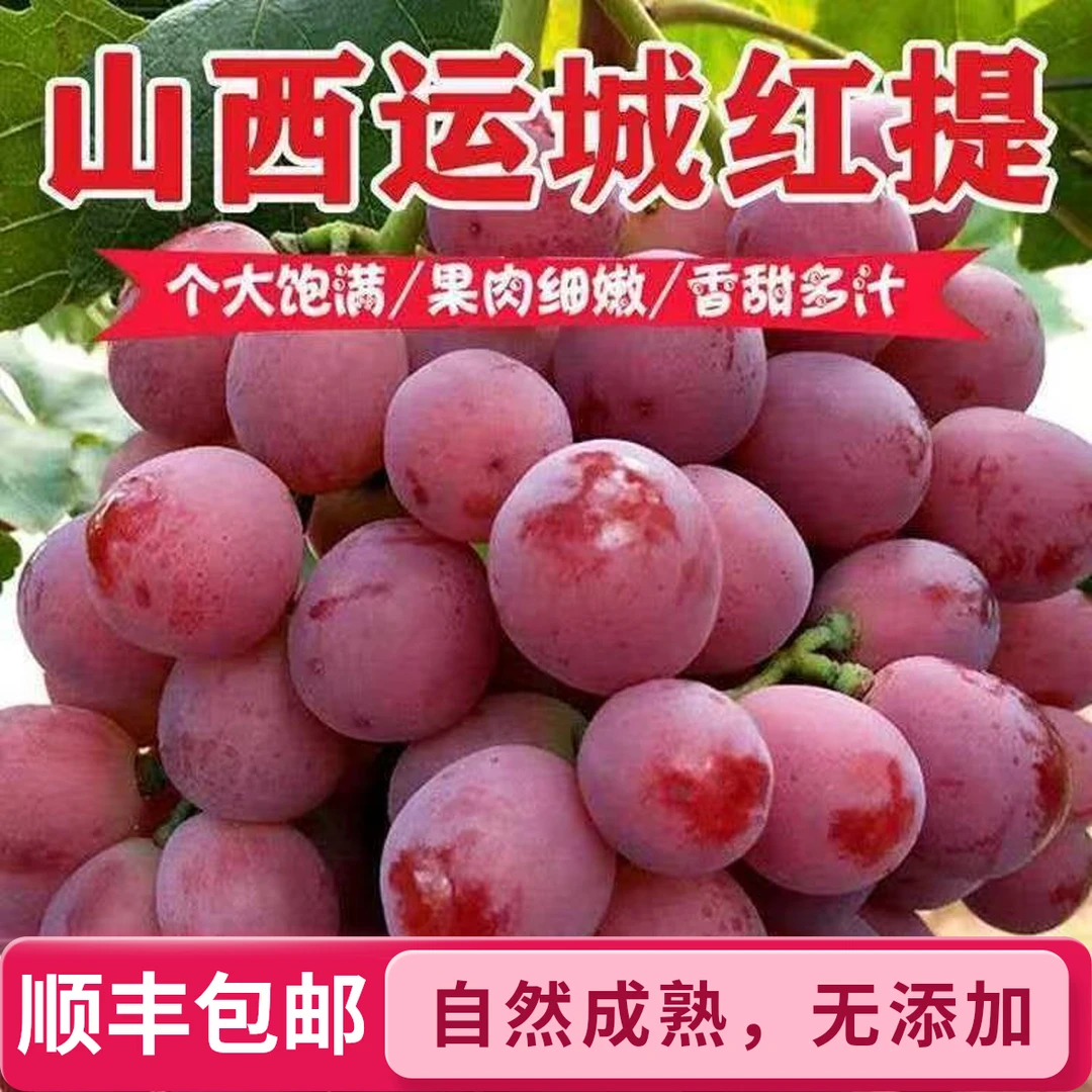【地头直发】新鲜红提有籽葡萄当季红提子非克伦生孕妇水果产地直发