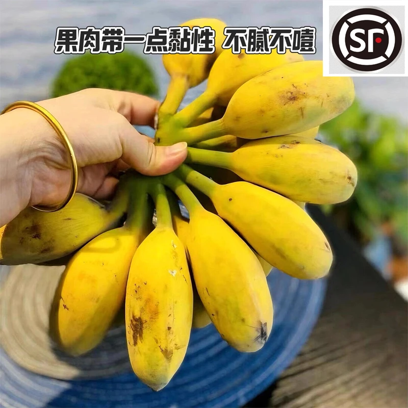 顺丰包邮现摘批发现发广西香甜苹果蕉3/1斤装自然不腻口农家直供