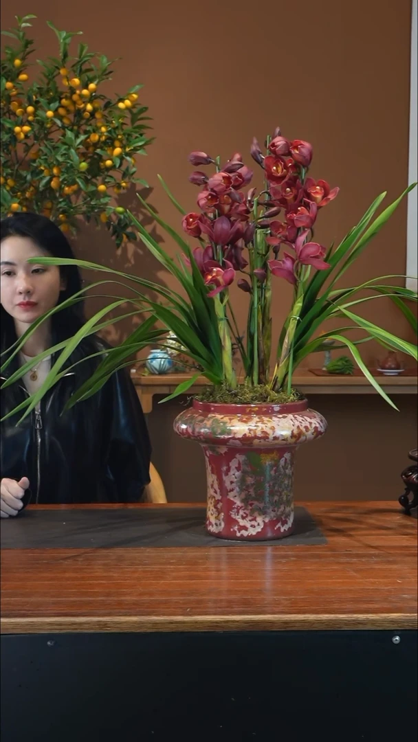 全部花朵朱雀盆景盆景