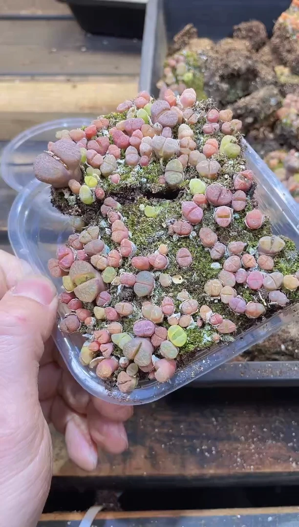 【闪购商品】033风铃玉量拍1盒
