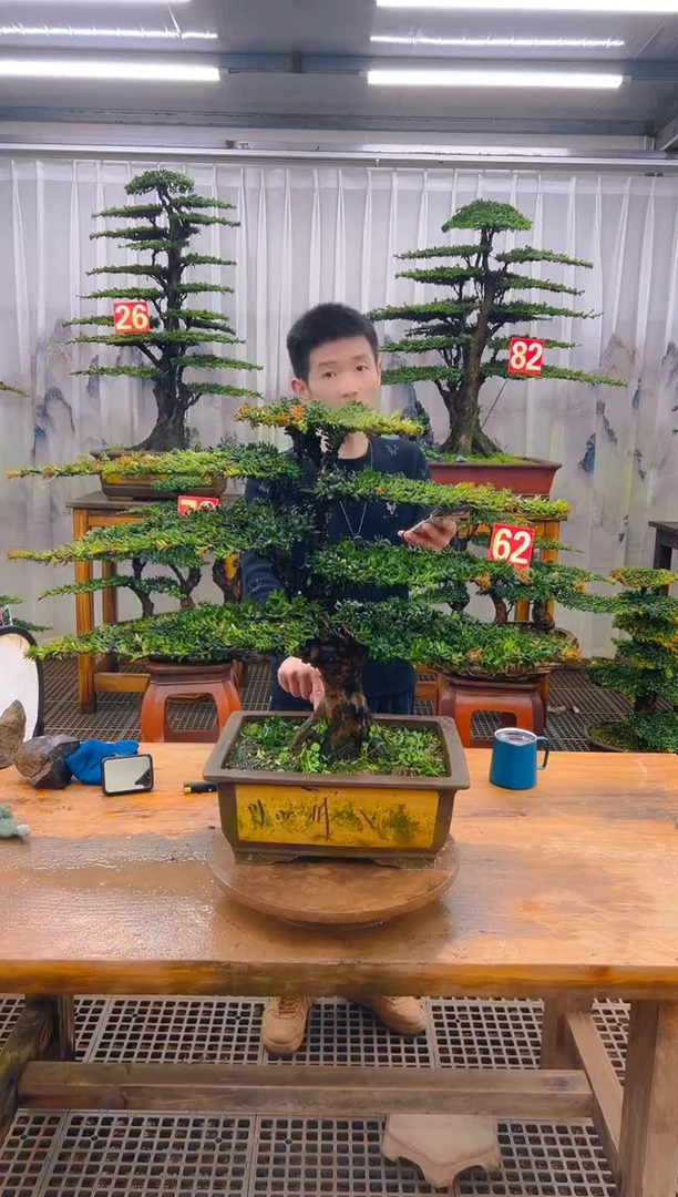 无花朵家***兴精品盆景直播间一物一拍