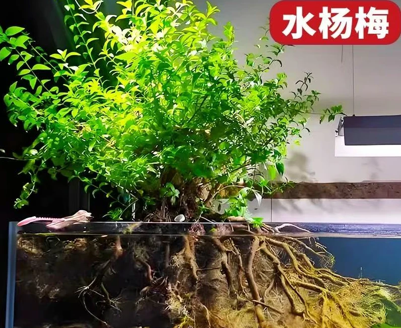 水杨梅精品老桩飘枝碳化水培植物鱼缸造景丛林桩盆栽绿植假山造景