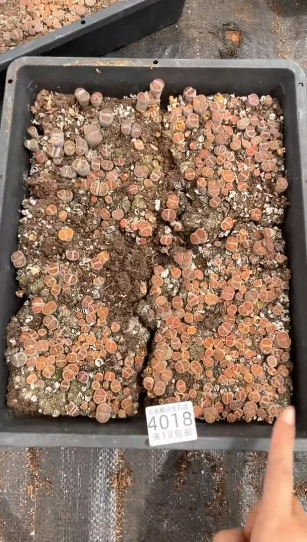 4018特价菊纹章框有疤瑕疵带土不带盆发货
