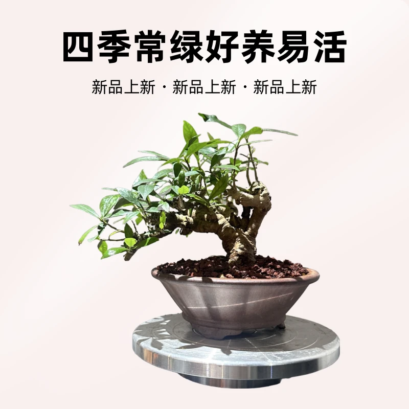 海岛栀子花老桩盆景四季常绿好养易活适合桌面阳台办公室摆放