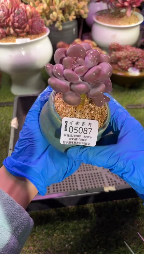 【闪购商品】05087脱土带盆